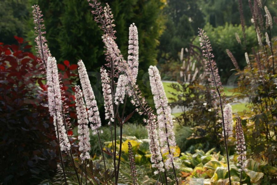 Клопогон Атропурпуреа