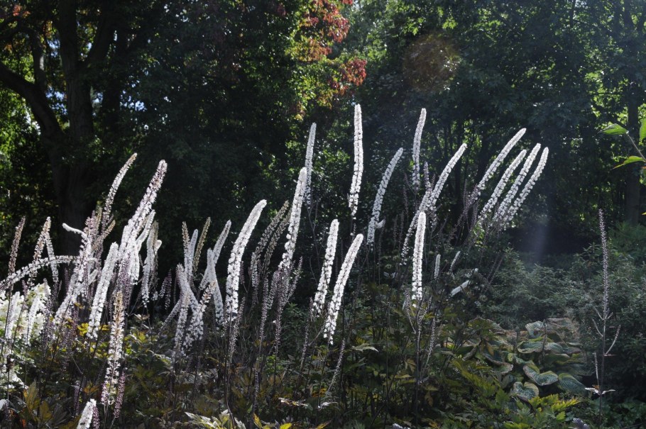 Клопогон кистевидный цим