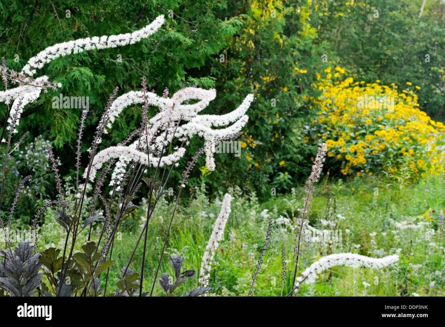 Клопогон Цимицифуга