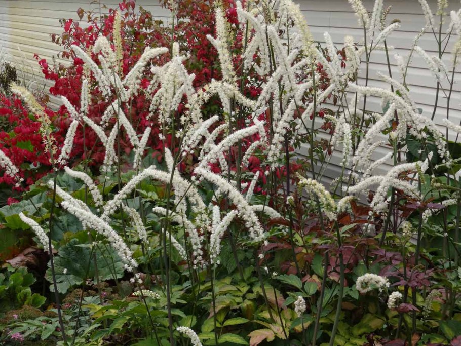 Клопогон Атропурпуреа