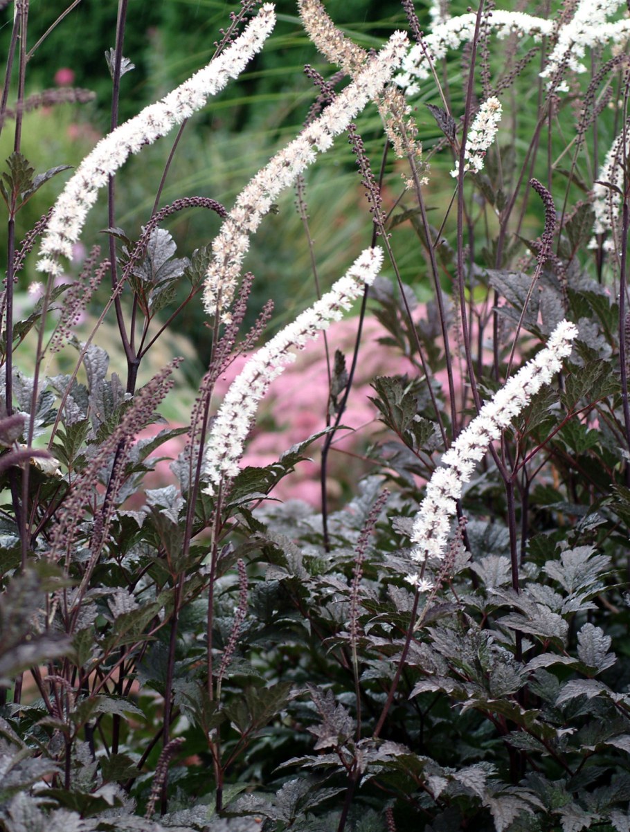 Клопогон Цимицифуга