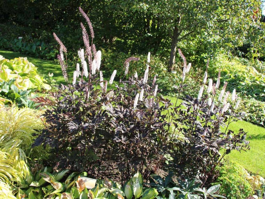 Клопогон ветвистый Атропурпуреа