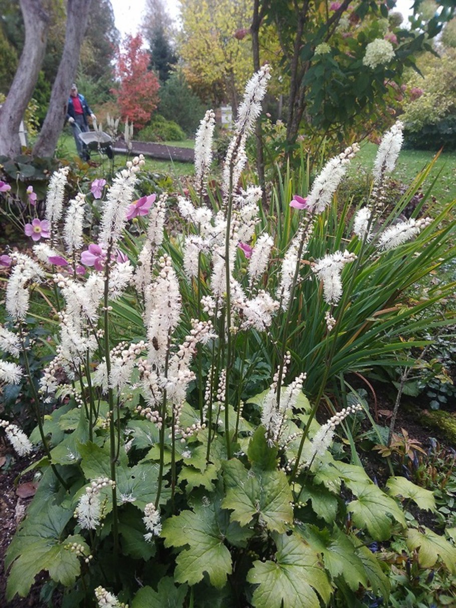 Клопогон ветвистый Атропурпуреа