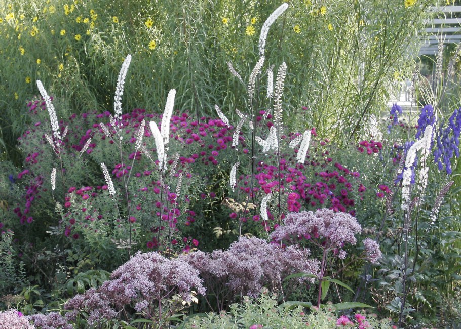 Клопогон Хиллсайд Блэк Бьюти