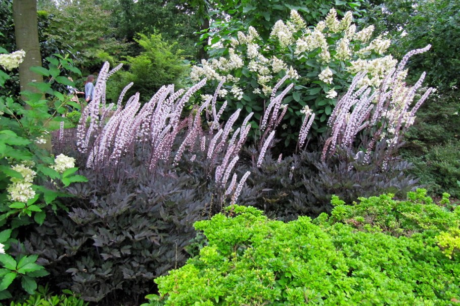 Клопогон кистевидный цим