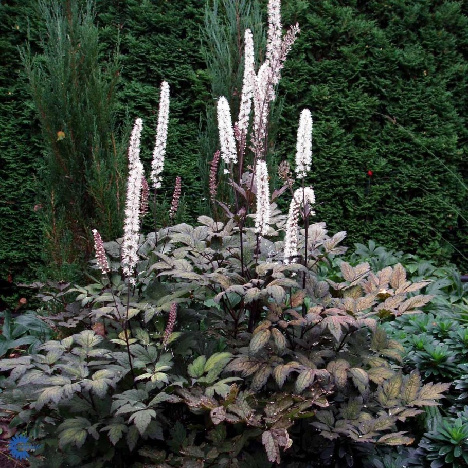 Клопогон кистевидный Цимицифуга