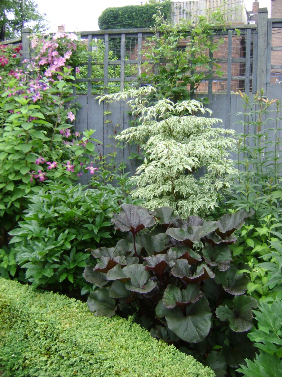 Бузульник Хоста астильба