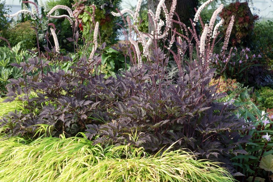 Клопогон кистевидный