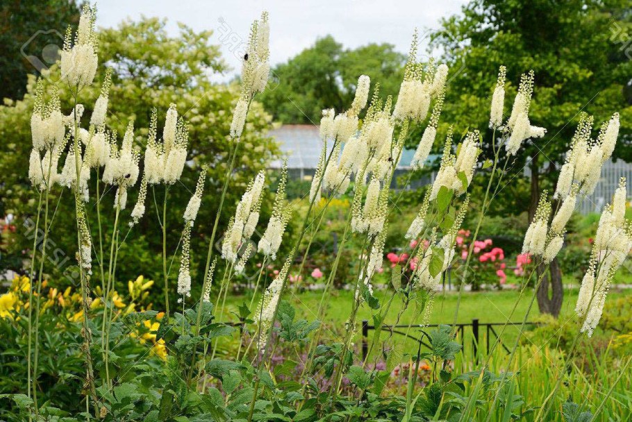 Клопогон (Cimicifuga