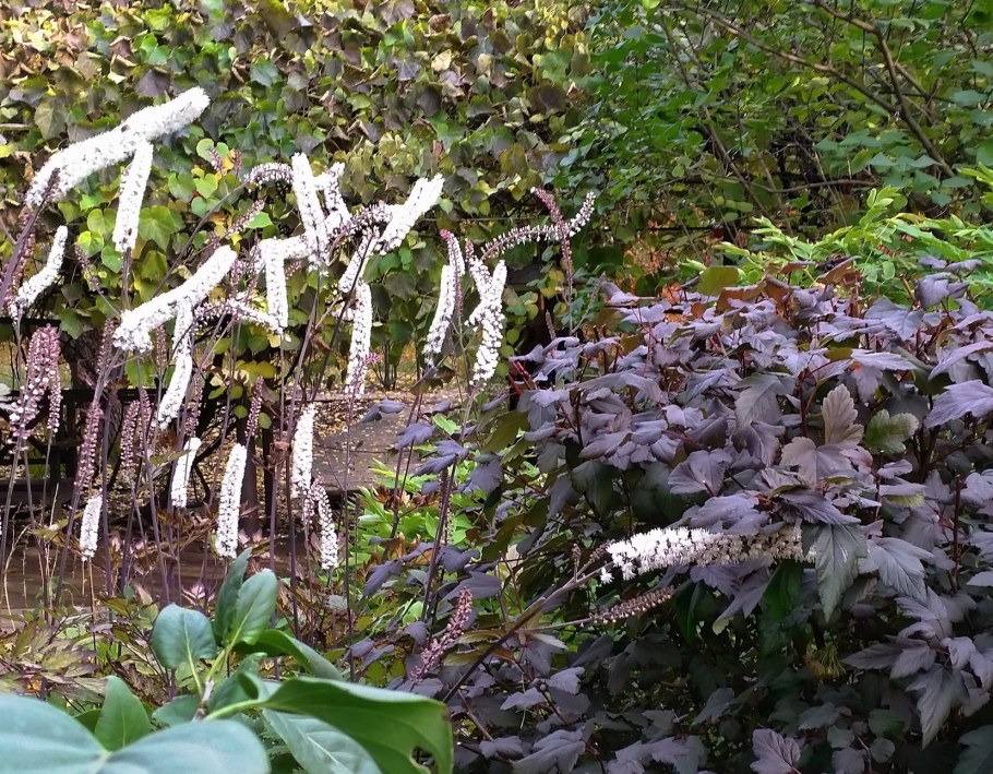 Клопогон кистевидный цим