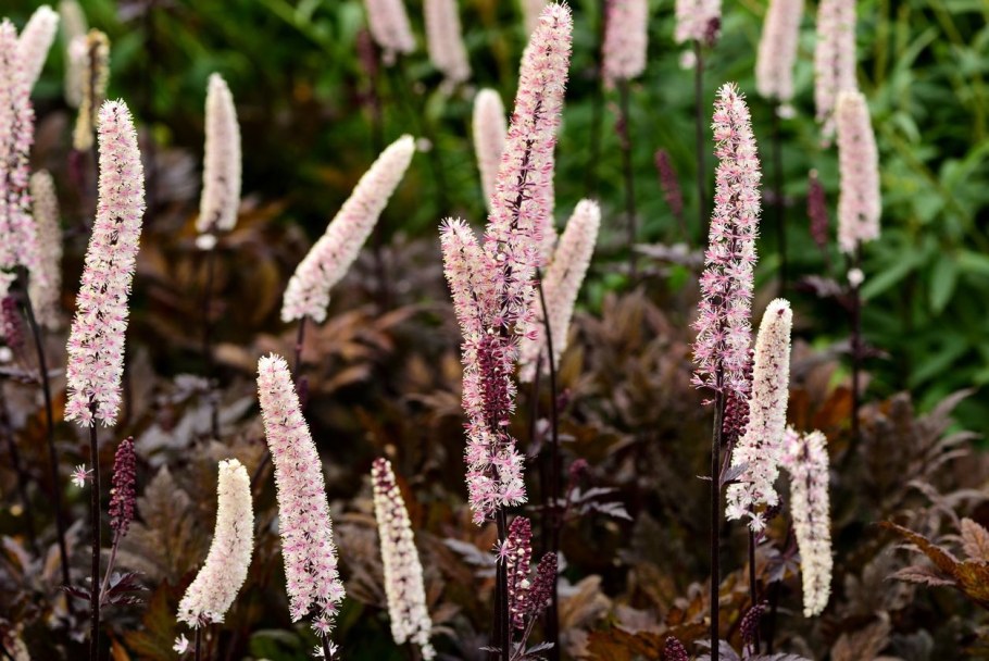 Клопогон кистевидный