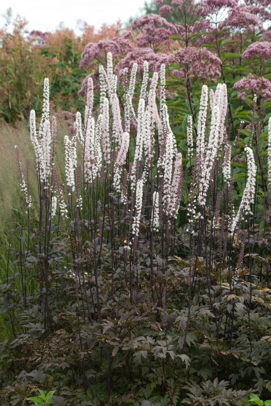 Клопогон Атропурпуреа