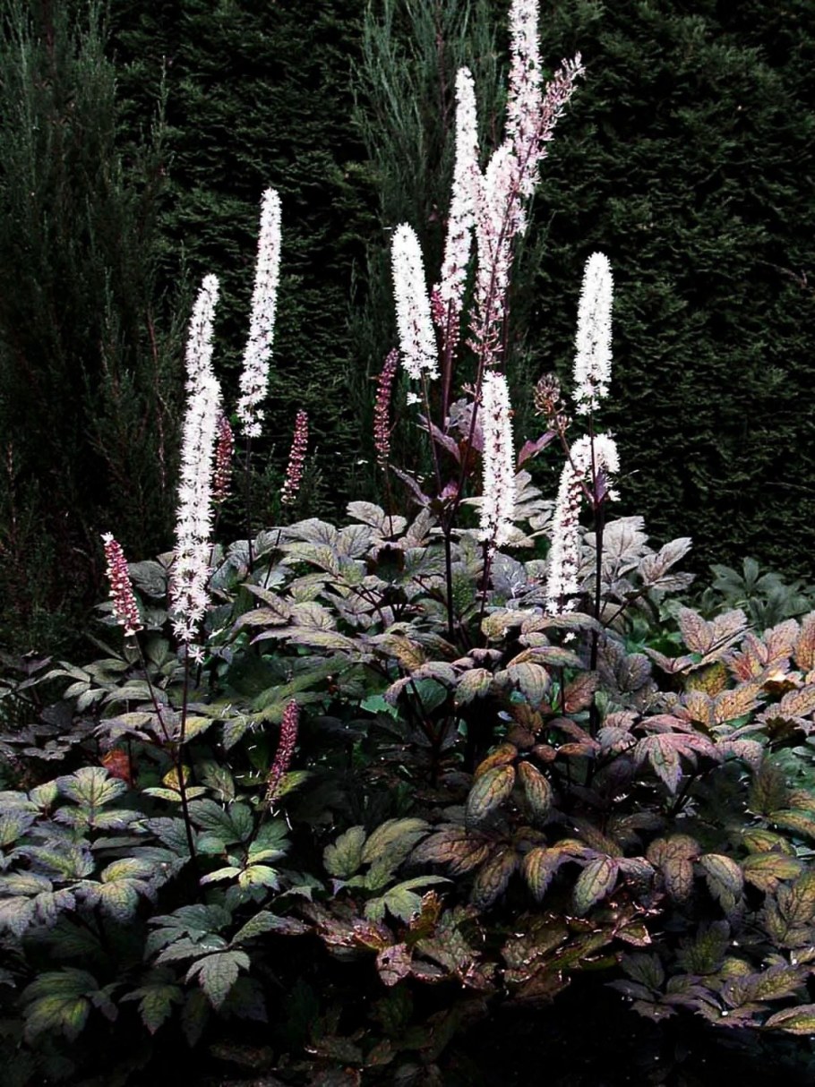 Клопогон кистевидный