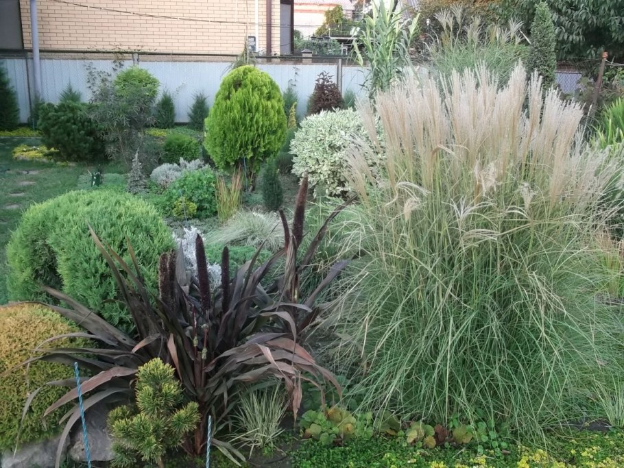 Спартина гребешковая злак