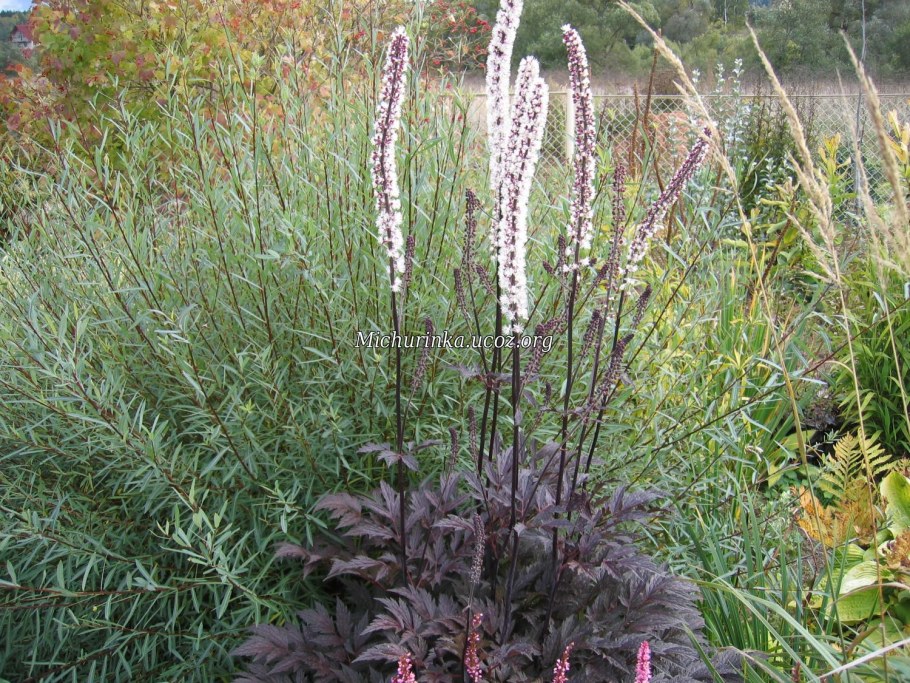 Клопогон Цимицифуга