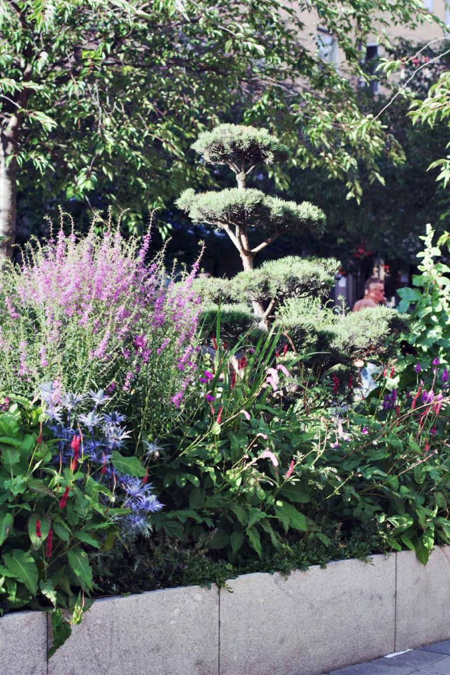 Клопогон Цимицифуга в миксбордере