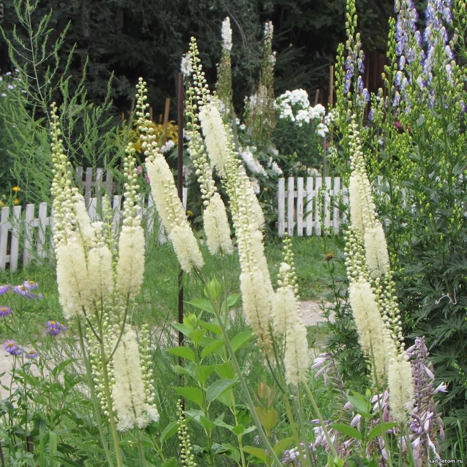 Клопогон японский Silver Dance