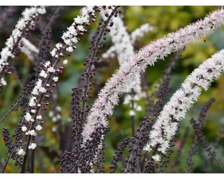 Клопогон Атропурпуреа