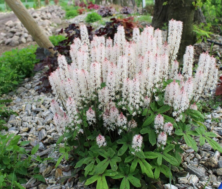 Тиарелла спринг Симфони