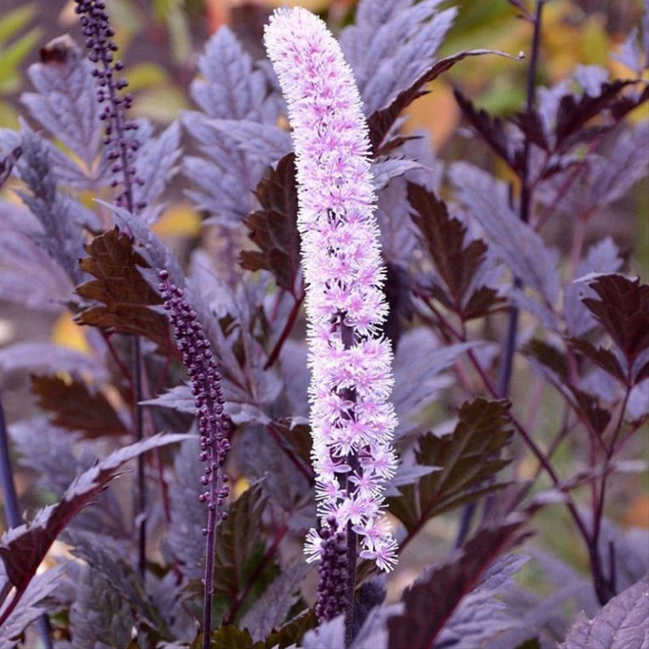 Клопогон кистевидный Атропурпуреа