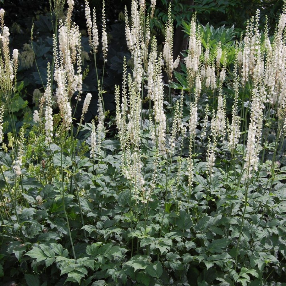 Клопогон Рамоза