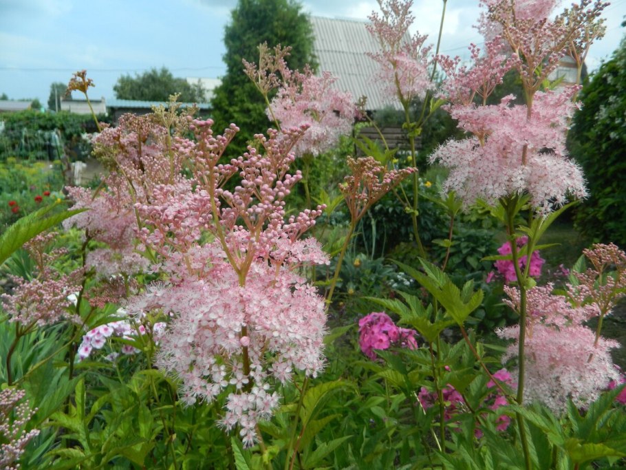 Лабазник (таволга) Элеганс