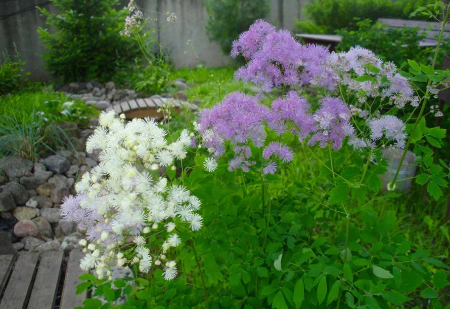 Chantilly Lace василистник