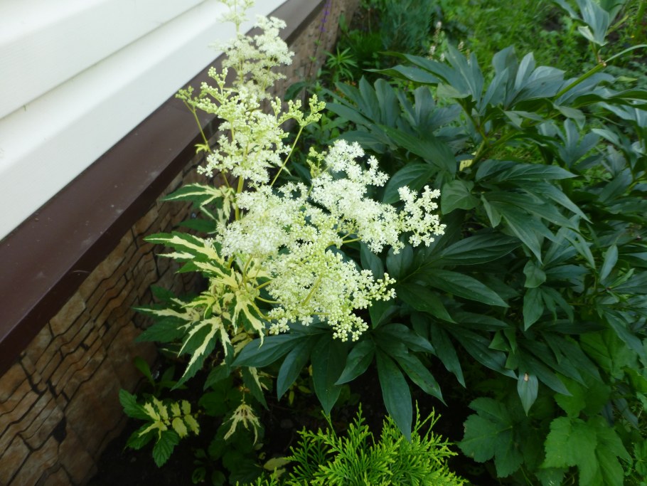 Лабазник остролистный