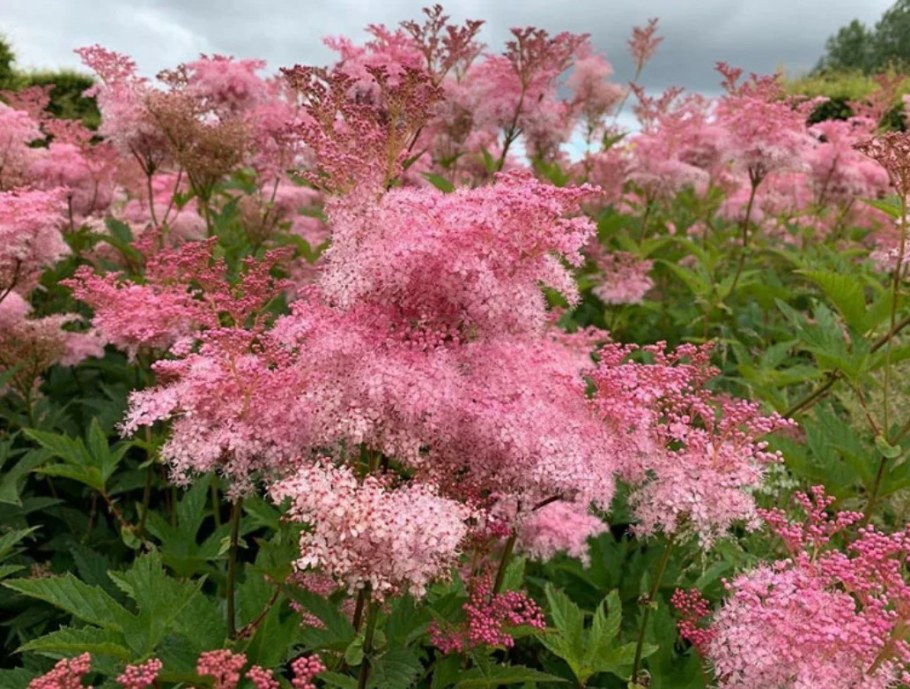 Лабазник Филипендула