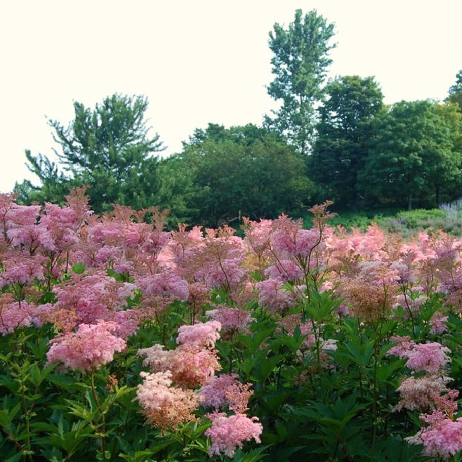 Лабазник "venusta"