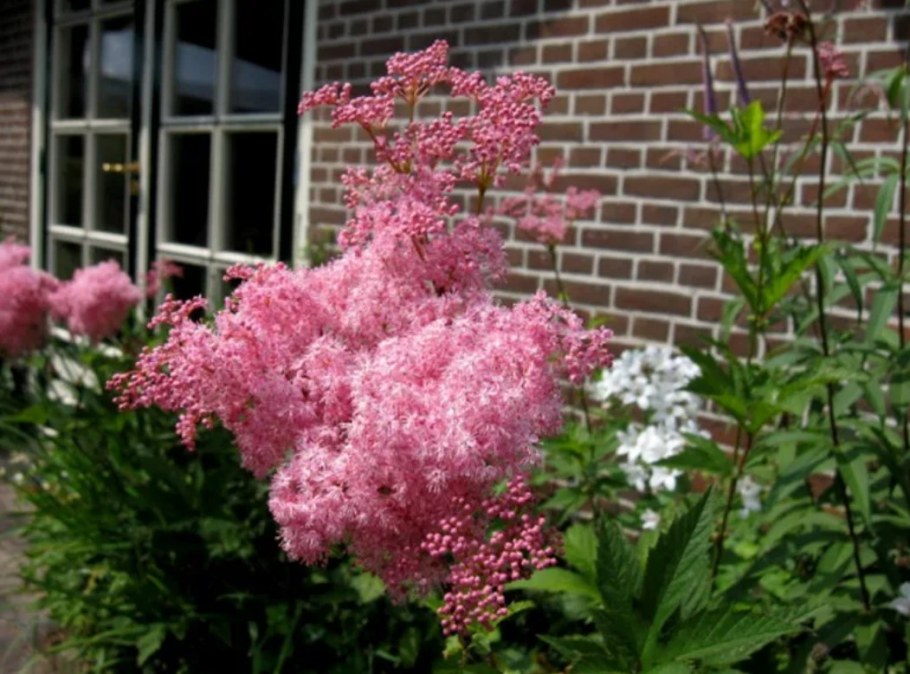 Лабазник Венуста Магнифика