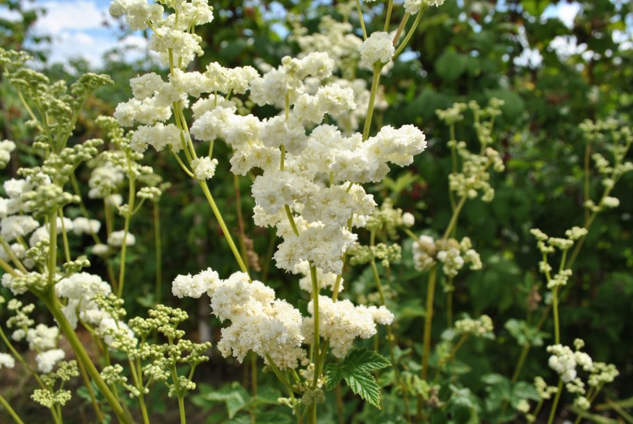 Лабазник махровый