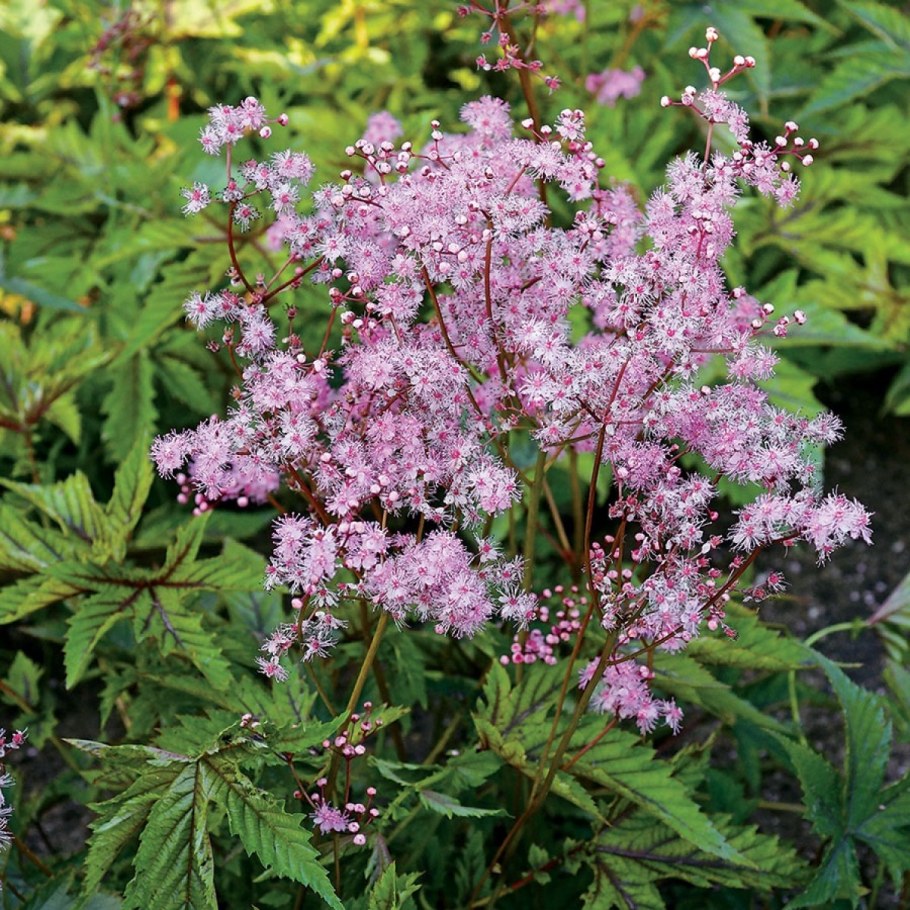 Лабазник дланевидный