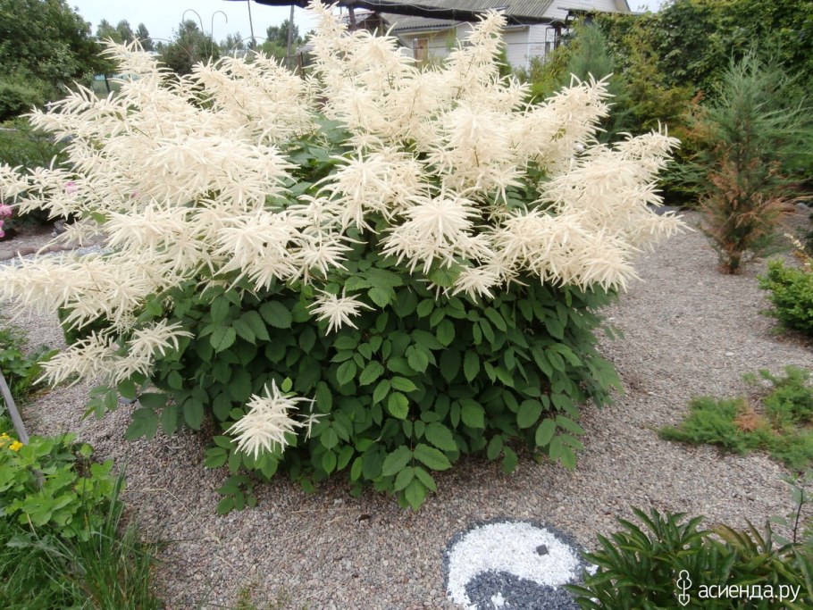 Волжанка Горацио (двудомная)