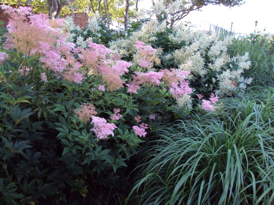 Лабазник Венуста