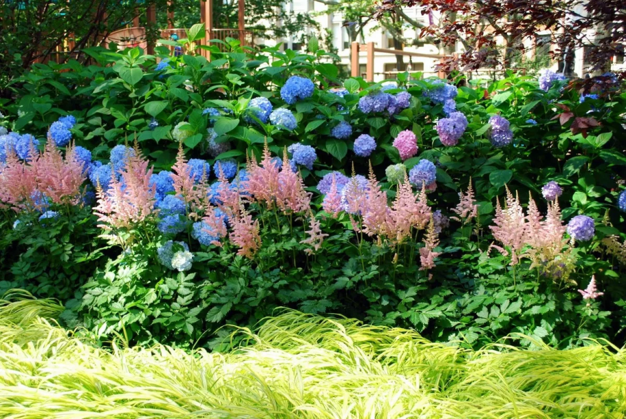 Цветник гортензия астильба Хоста