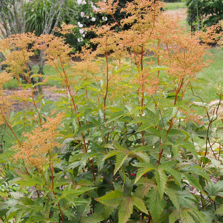 Лабазник Filipendula kamtschatica 'Shiro sankou Naka Fu'
