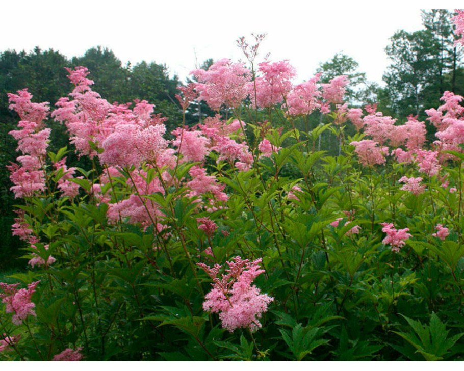 Лабазник "venusta"