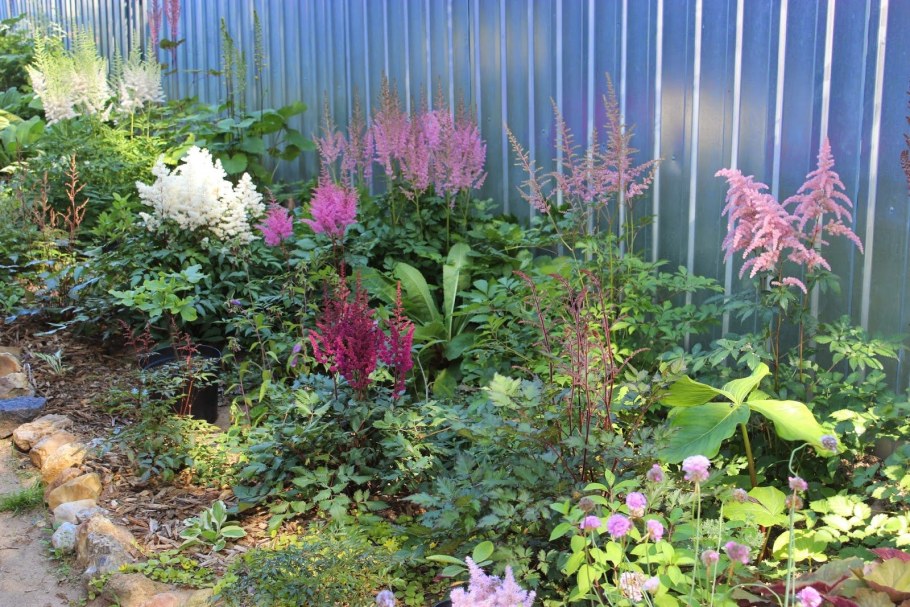 Гортензия астильба Хоста