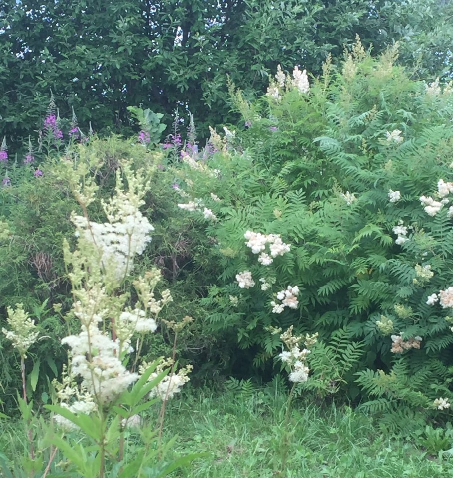 Рябинник рябинолистный