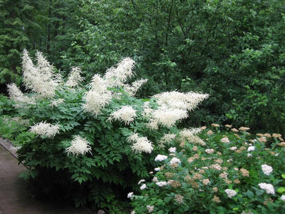 Волжанка двудомная в цветнике