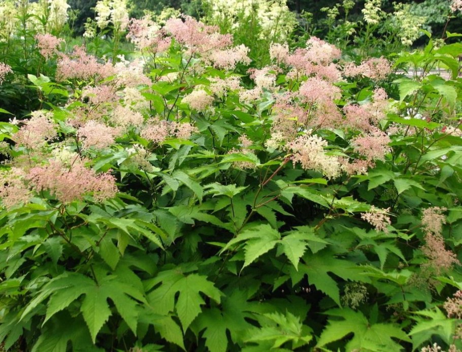 Лабазник Филипендула