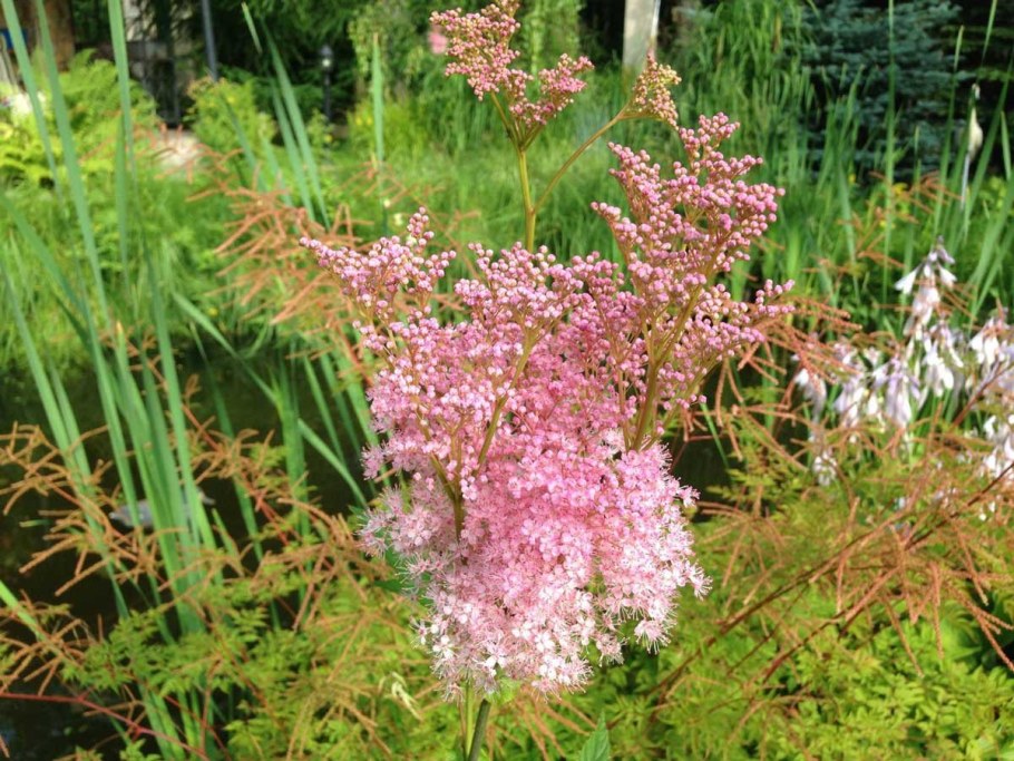 Таволга лабазник розовая