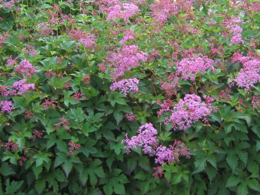 Лабазник Розеа