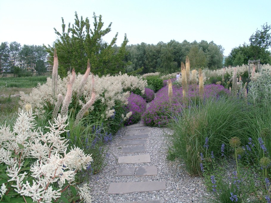 Гортензия астильба Хоста