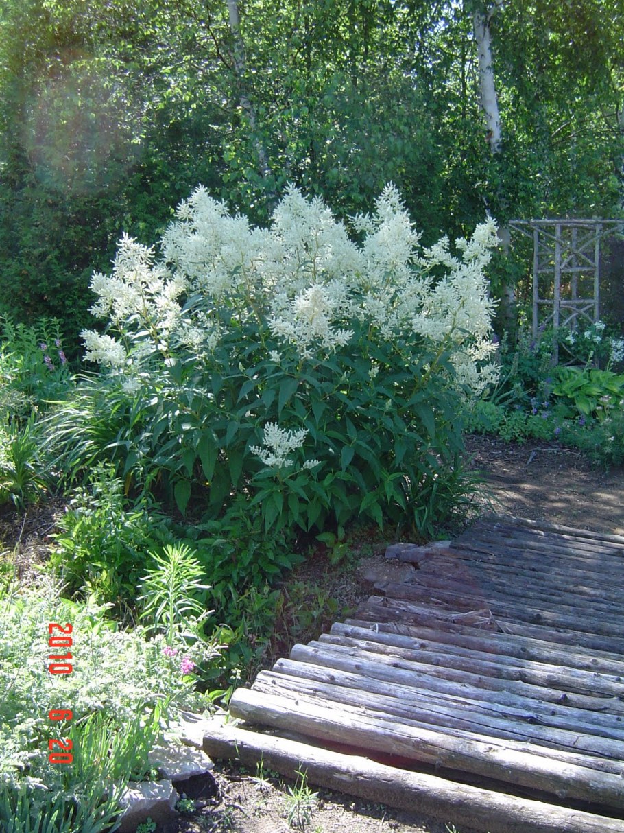 Волжанка двудомная