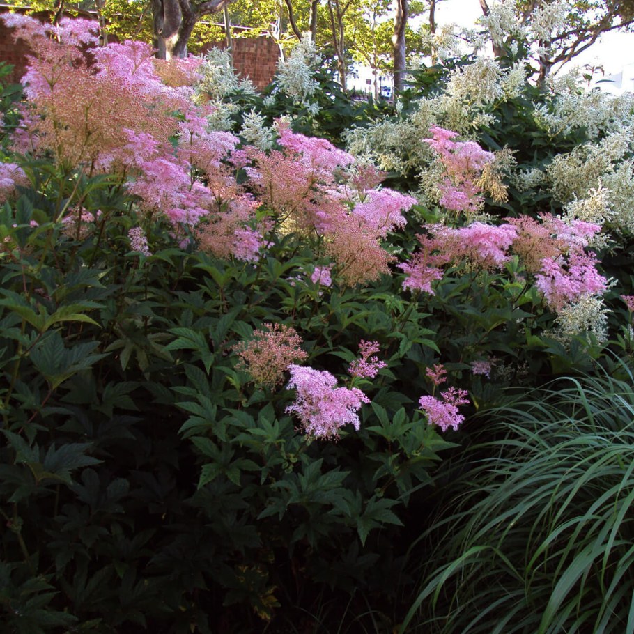 Лабазник Венуста Магнифика