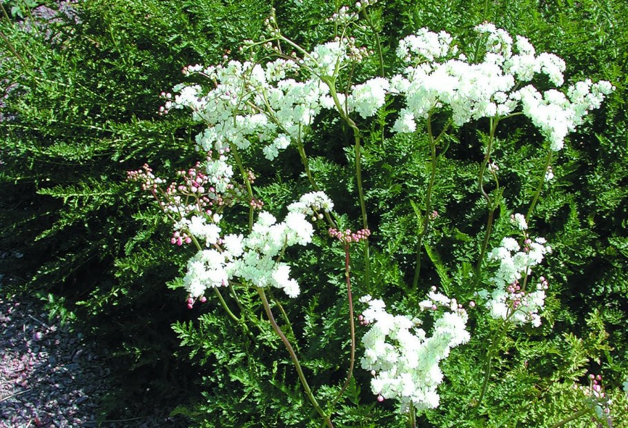 Лабазник вязолистный Plena