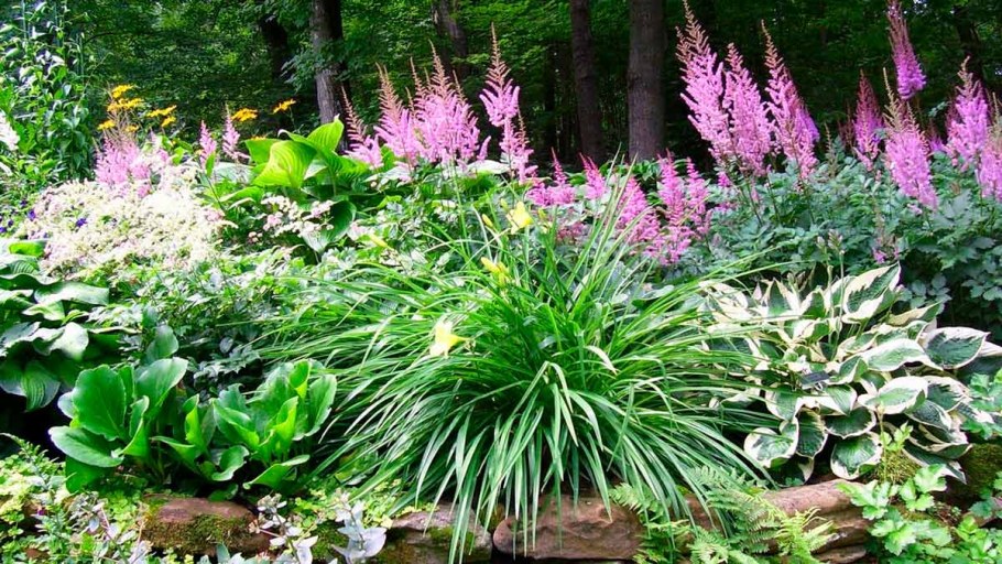 Бузульник Хоста астильба