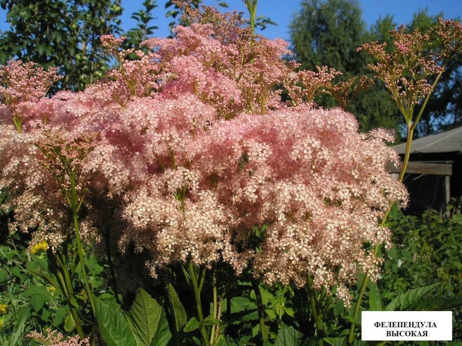 Лабазник (таволга) красный